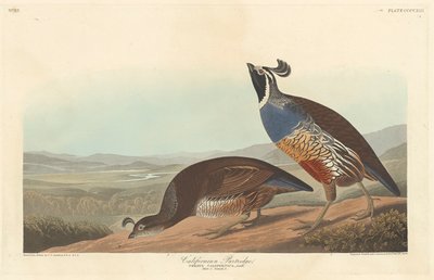 Perdrix californienne, 1838 - John James Audubon